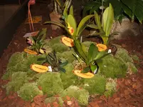 Orchideen 014.webp