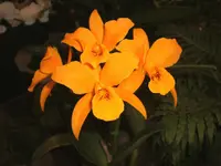 Orchideen 016.webp