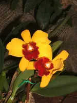 Orchideen 019.webp
