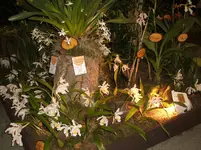 Orchideen 020.webp