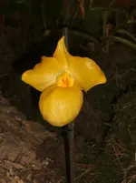 Orchideen 023.webp