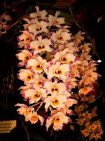 Orchideen 025.webp