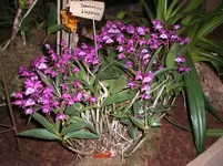 Orchideen 037.webp