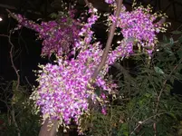 Orchideen 038.webp