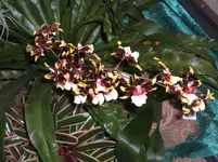 Orchideen 051.webp