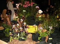 Orchideen 061.webp
