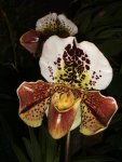 Orchideen 060.jpg