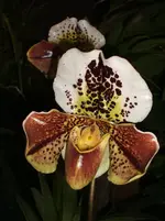Orchideen 060.webp