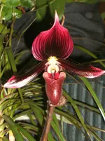 Orchideen 062.webp