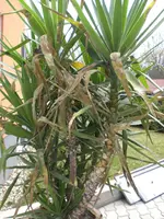 CIMG0562.webp