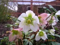 ChristroseBluete.webp