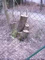 baumstumpf.webp