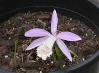 Orchideen 128.webp