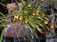 Orchideen 109.webp