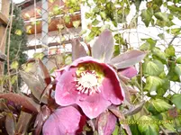 SDC11039.webp