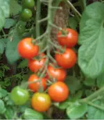 Cherry_RG.webp