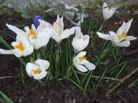 CIMG8949.webp
