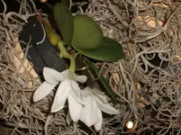 Orchideen 066.webp