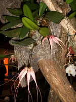 Orchideen 069.webp
