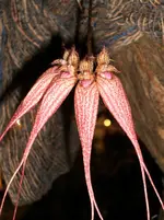 Orchideen 068.webp