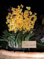 Orchideen 071.webp