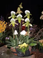 Orchideen 072.webp