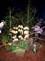 Orchideen 078.webp