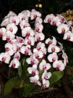 Orchideen 079.webp
