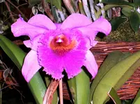 Orchideen 084.webp
