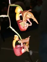 Orchideen 089.webp
