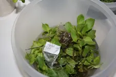 Gauklerblume.webp