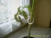 JD800007.webp