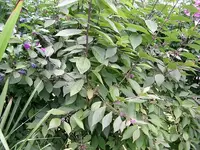 Liebesperlenstrauch  (1).webp