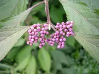 Liebesperlenstrauch (4).webp