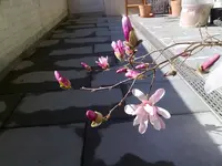 29032010059.webp