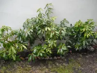 Rohredendon.webp