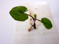 unbekannt 29.03.webp