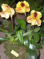 CIMG5244.webp