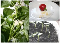 pimento.webp