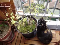 balkon_neu 012.webp