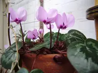 balkon_neu 041.webp