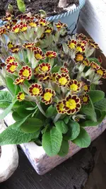 005.webp