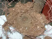 DSCN9653.webp
