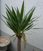 DSCN9654.webp