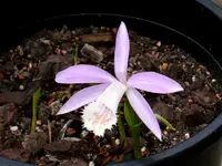 Orchideen 128.webp