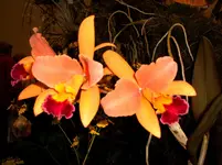 Orchideen 022.webp