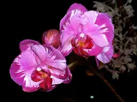Orchideen 123.webp