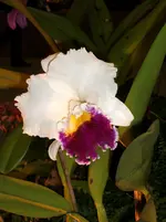 Orchideen 083.webp