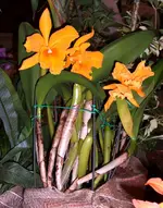 Orchideen 011.webp