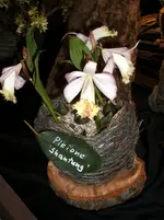 Orchideen 092.webp